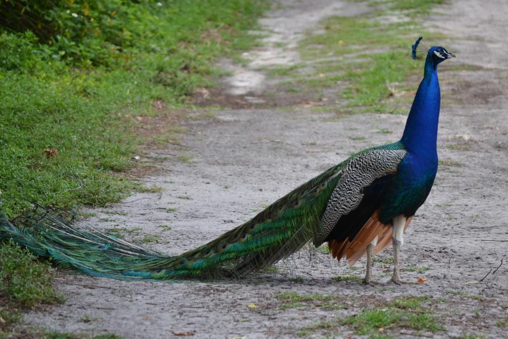 Sigiriya Peacock Homestay Eksteriør bilde