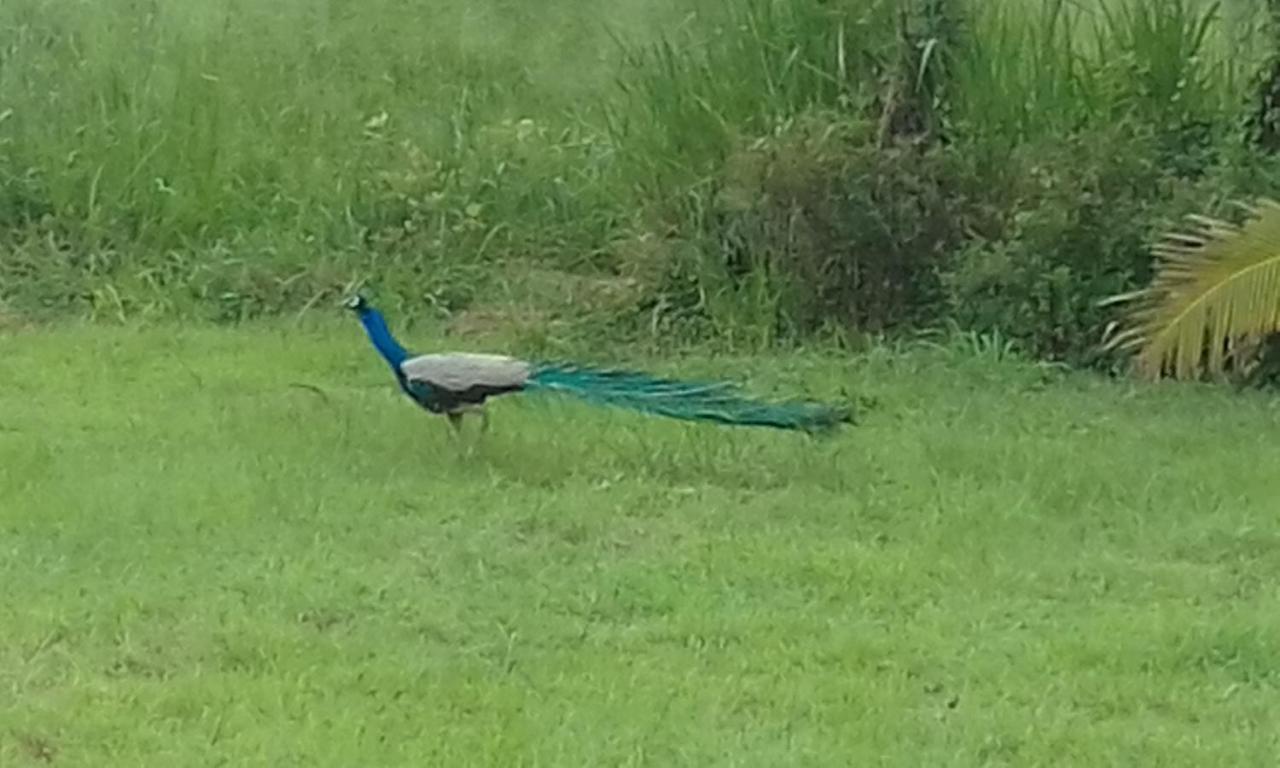 Sigiriya Peacock Homestay Eksteriør bilde